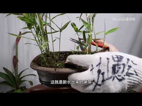 竹類盆栽|竹子盆栽照顧祕訣，讓你的植物蓬勃生長！ 